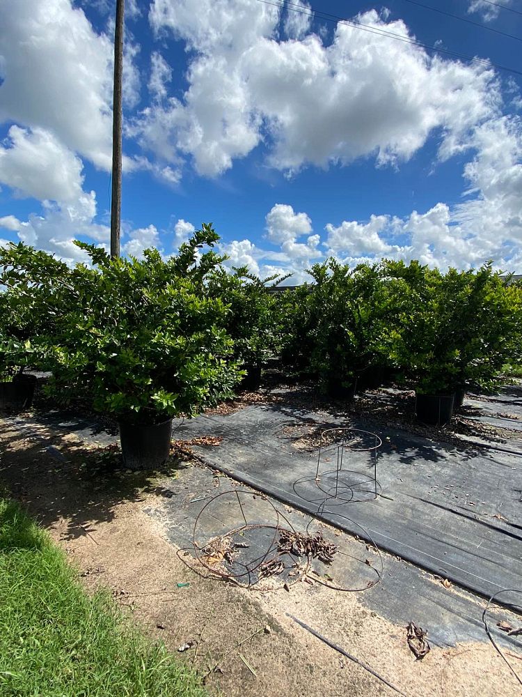 ligustrum-lucidum-glossy-privet-chinese-privet