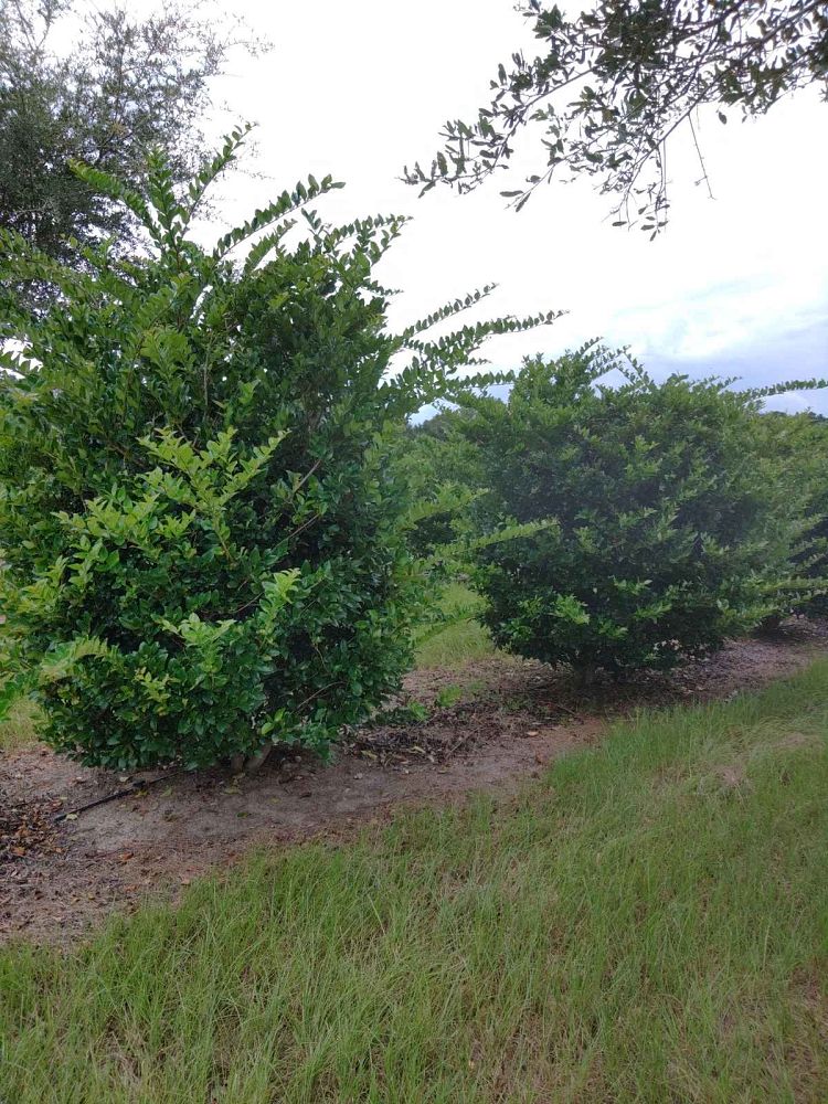 ligustrum-lucidum-glossy-privet-chinese-privet