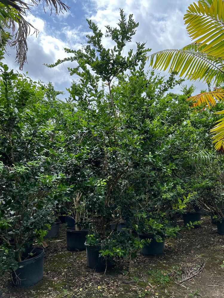 ligustrum-lucidum-glossy-privet-chinese-privet