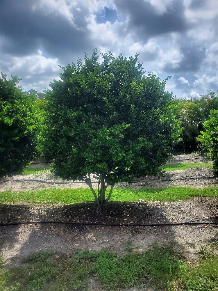 ligustrum-lucidum-glossy-privet-chinese-privet
