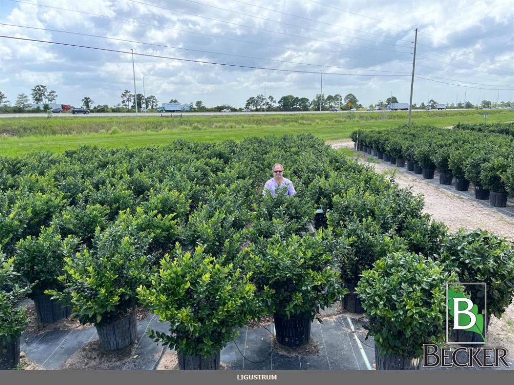 ligustrum-lucidum-glossy-privet-chinese-privet