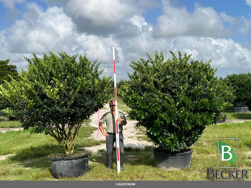 ligustrum-lucidum-glossy-privet-chinese-privet