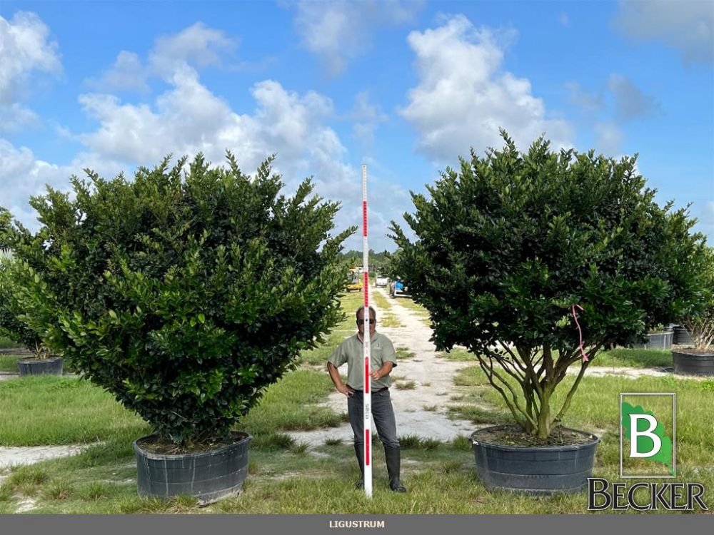 ligustrum-lucidum-glossy-privet-chinese-privet
