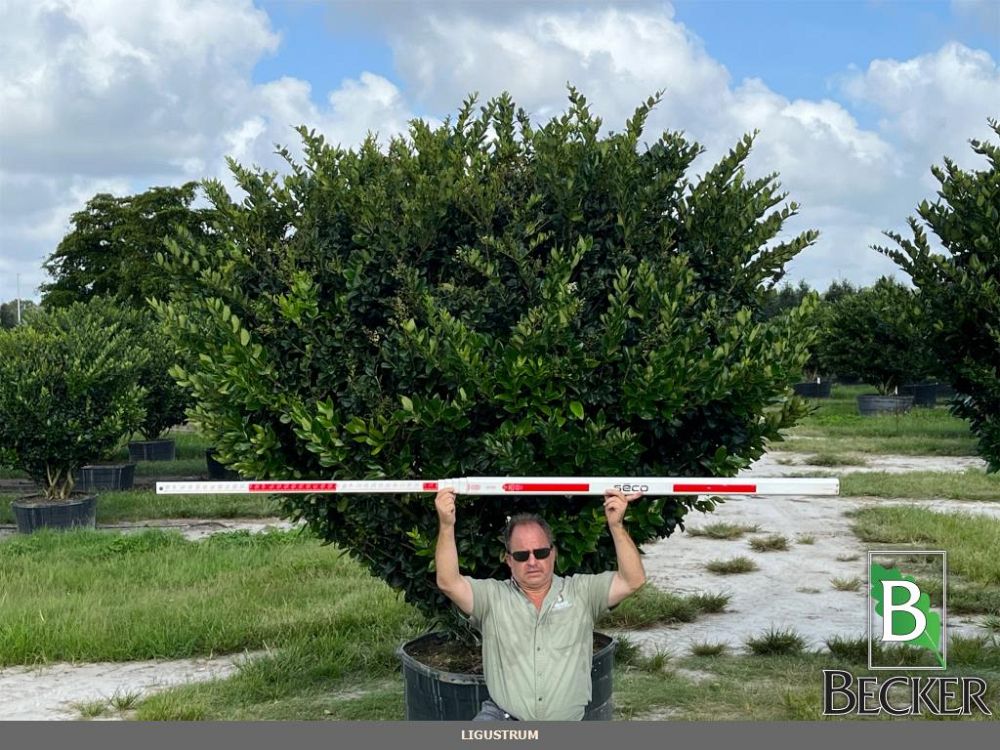 ligustrum-lucidum-glossy-privet-chinese-privet
