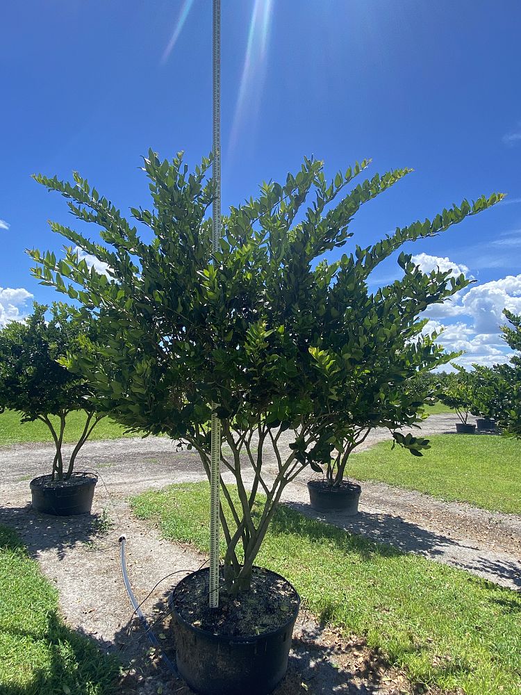 ligustrum-lucidum-glossy-privet-chinese-privet