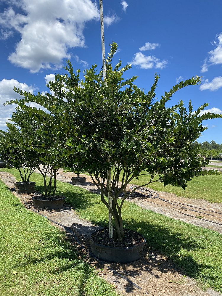 ligustrum-lucidum-glossy-privet-chinese-privet