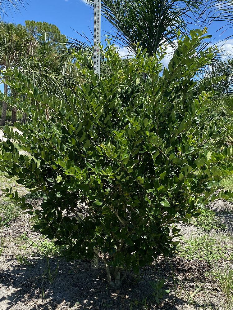 ligustrum-lucidum-glossy-privet-chinese-privet