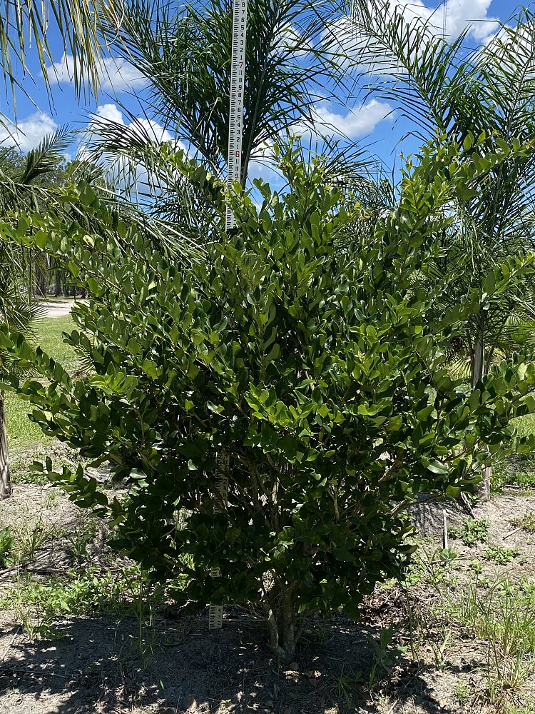 ligustrum-lucidum-glossy-privet-chinese-privet