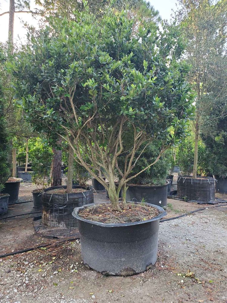 ligustrum-lucidum-glossy-privet-chinese-privet