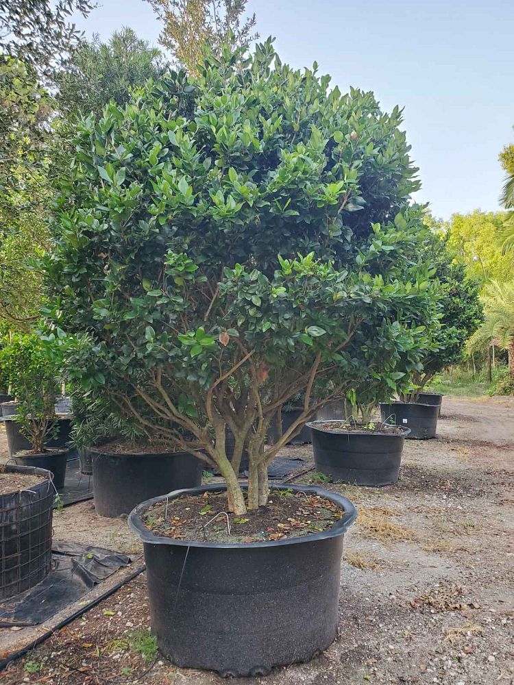 ligustrum-lucidum-glossy-privet-chinese-privet