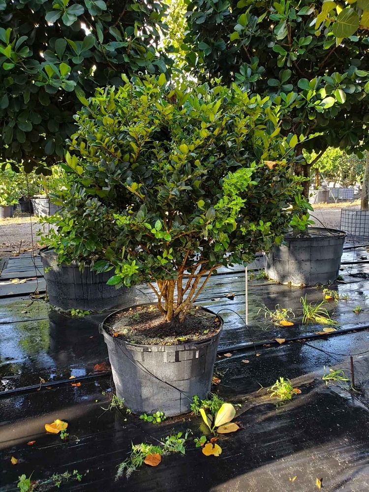 ligustrum-lucidum-glossy-privet-chinese-privet