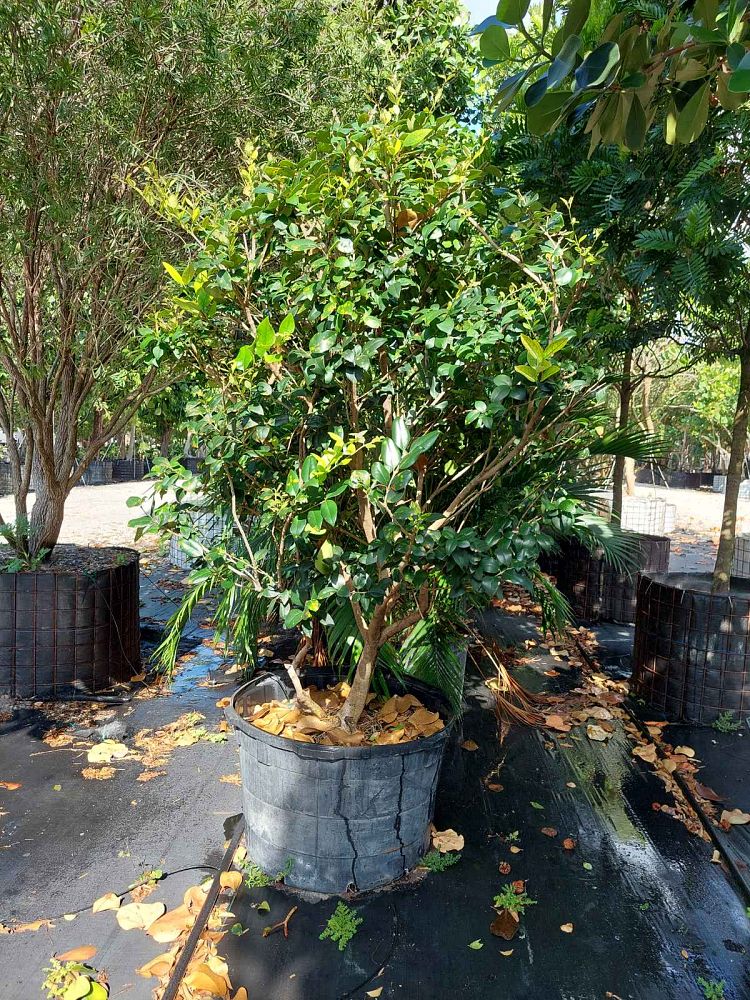 ligustrum-lucidum-glossy-privet-chinese-privet