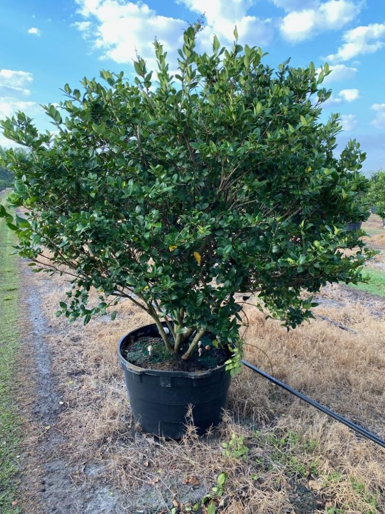 ligustrum-lucidum-glossy-privet-chinese-privet