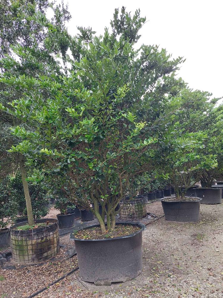 ligustrum-lucidum-glossy-privet-chinese-privet