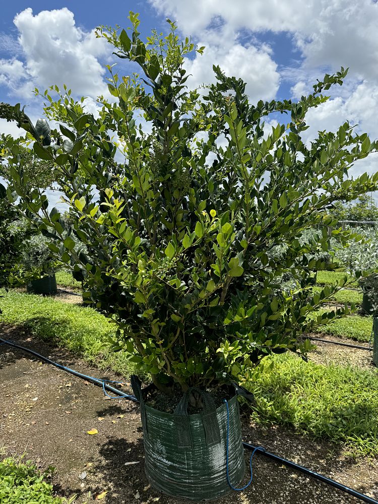 ligustrum-lucidum-glossy-privet-chinese-privet