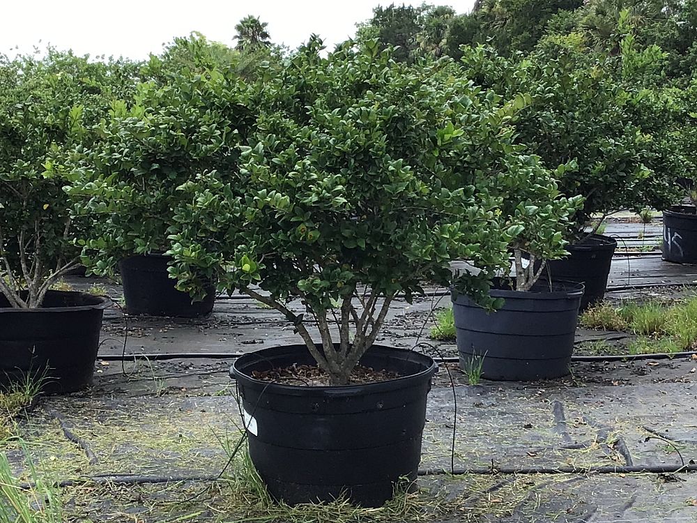 ligustrum-lucidum-glossy-privet-chinese-privet