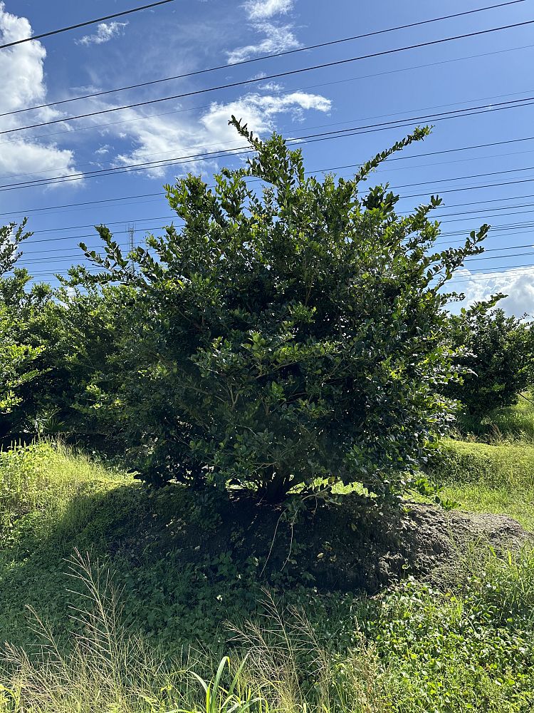 ligustrum-lucidum-glossy-privet-chinese-privet