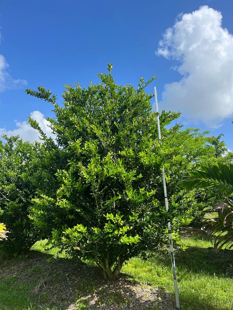 ligustrum-lucidum-glossy-privet-chinese-privet