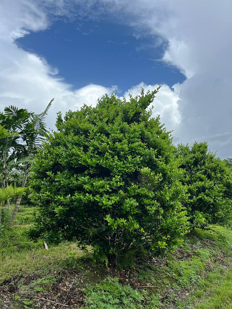 ligustrum-lucidum-glossy-privet-chinese-privet