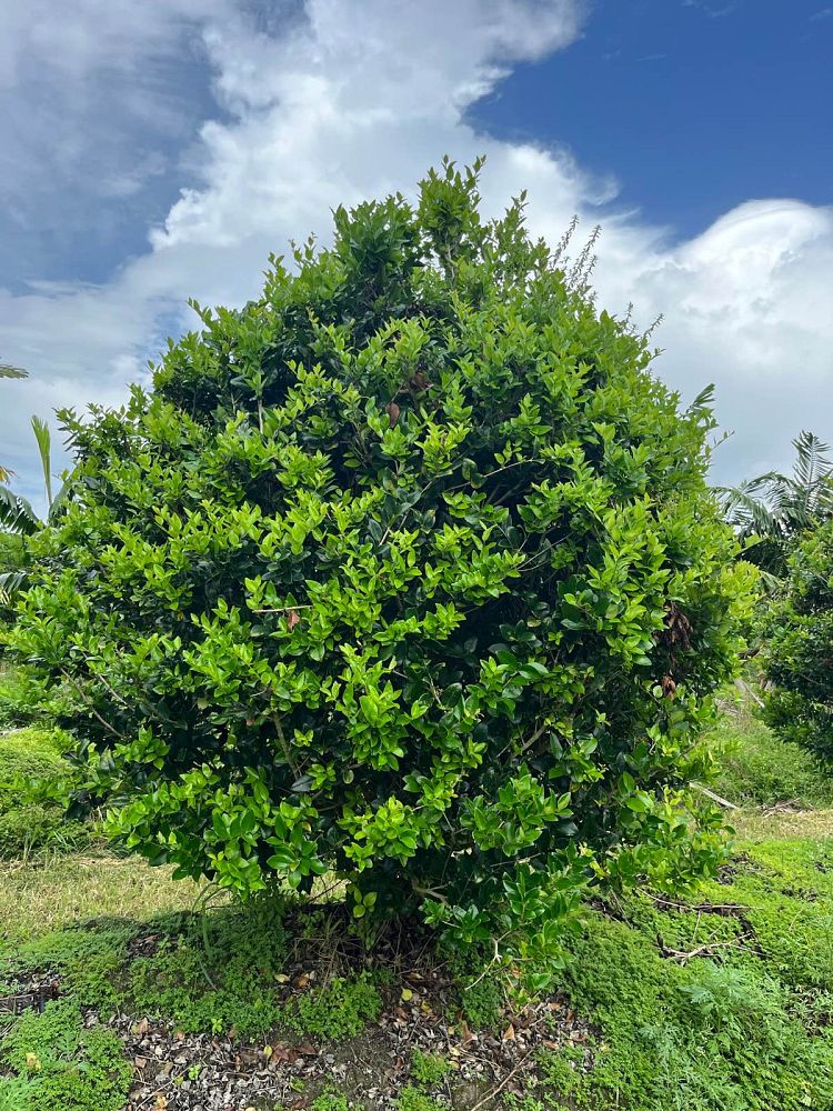 ligustrum-lucidum-glossy-privet-chinese-privet