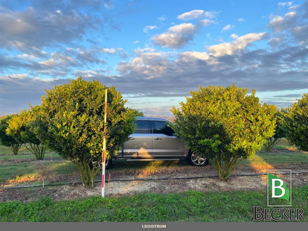 ligustrum-lucidum-glossy-privet-chinese-privet