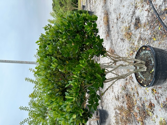 ligustrum-lucidum-glossy-privet-chinese-privet