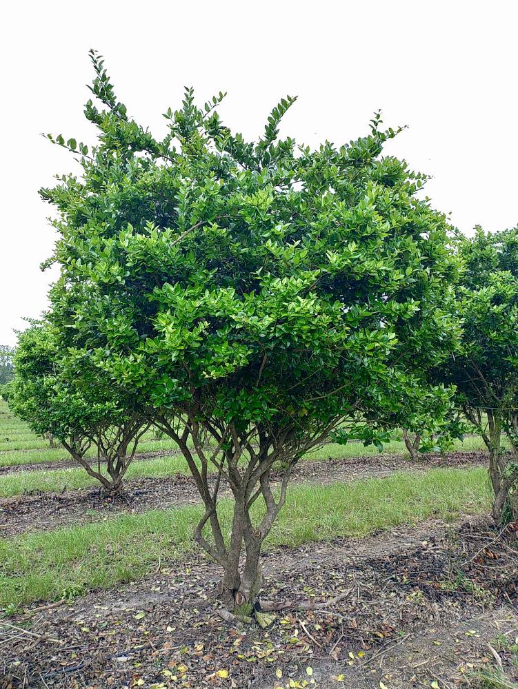 ligustrum-lucidum-glossy-privet-chinese-privet