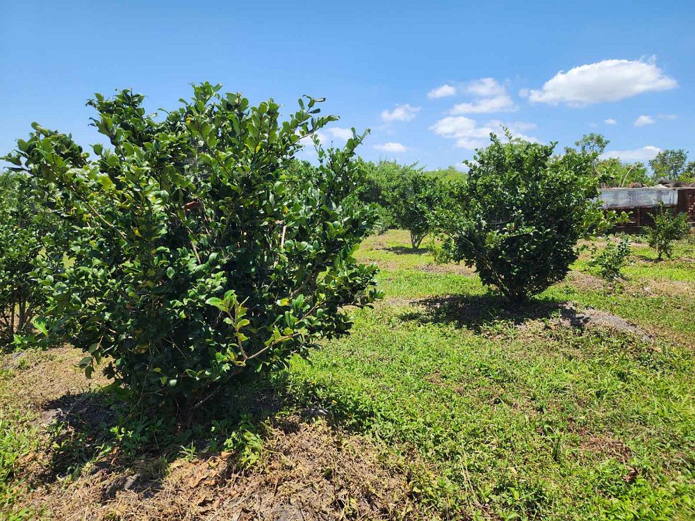 ligustrum-lucidum-glossy-privet-chinese-privet