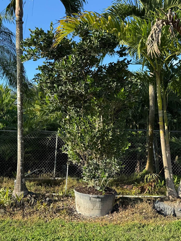 ligustrum-lucidum-glossy-privet-chinese-privet