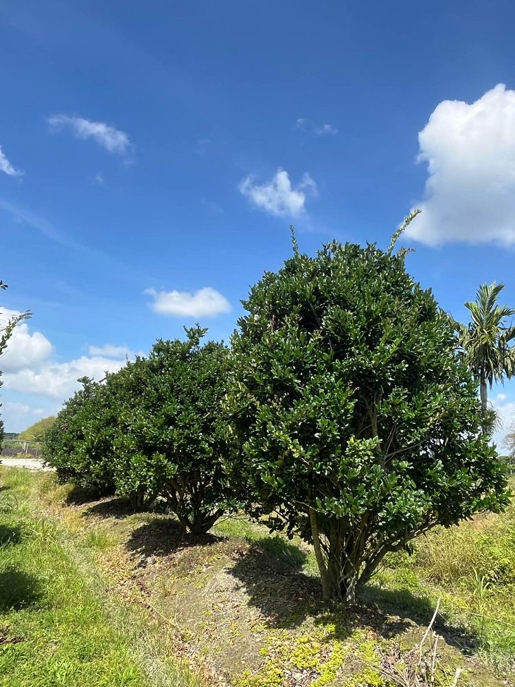 ligustrum-lucidum-glossy-privet-chinese-privet