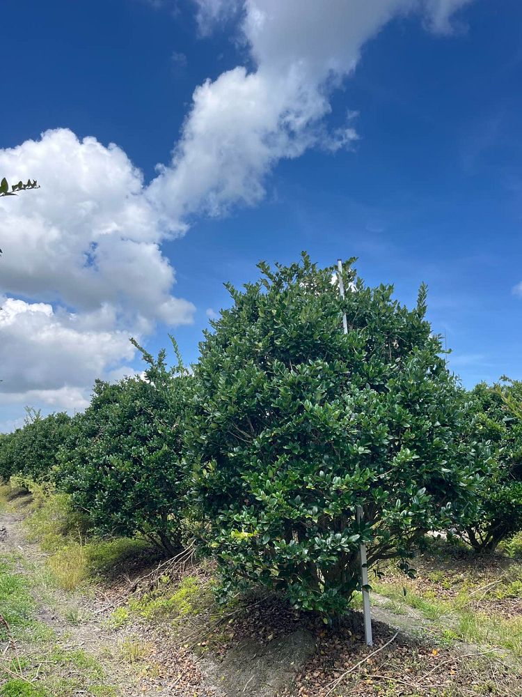 ligustrum-lucidum-glossy-privet-chinese-privet