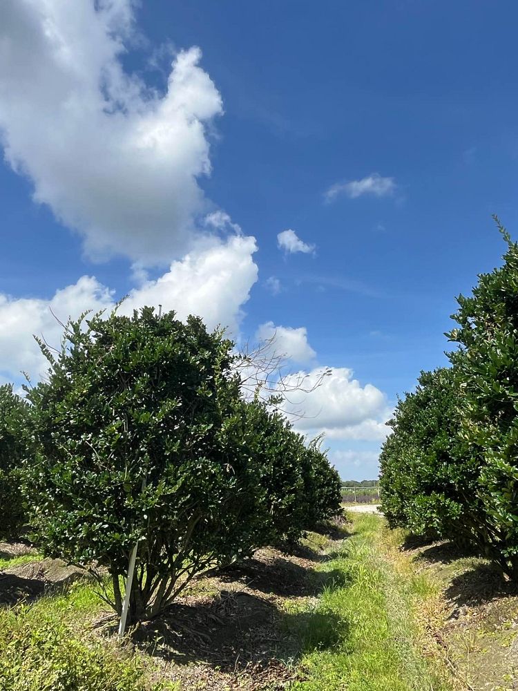 ligustrum-lucidum-glossy-privet-chinese-privet