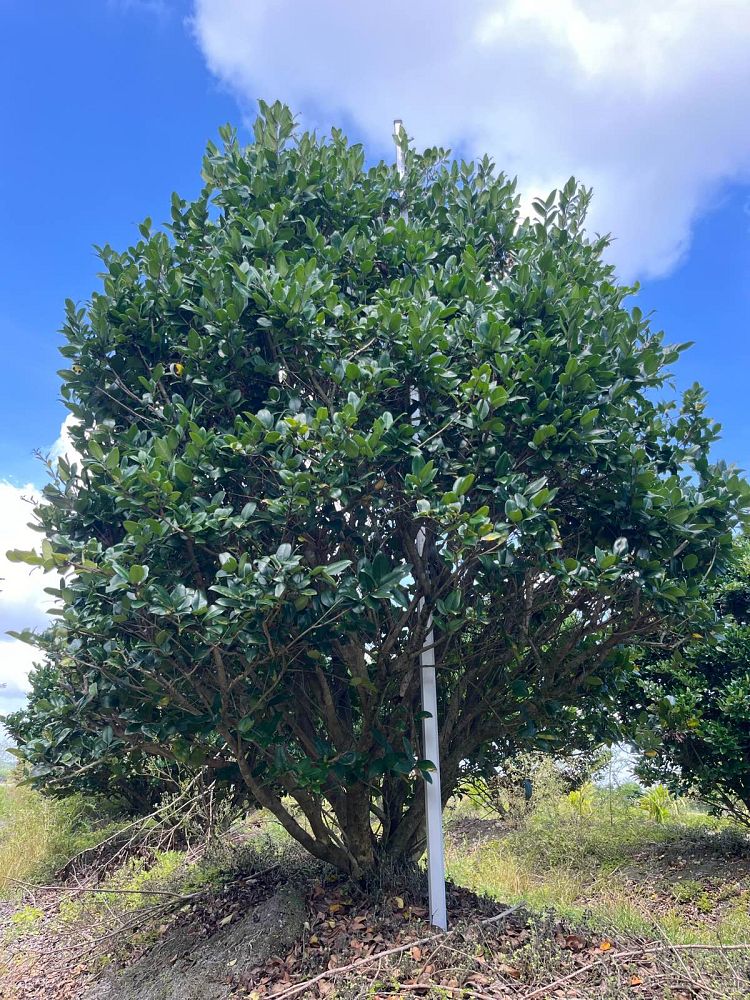 ligustrum-lucidum-glossy-privet-chinese-privet
