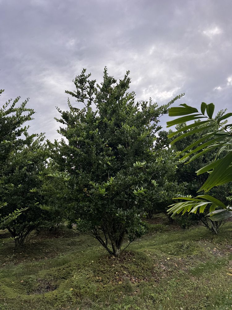 ligustrum-lucidum-glossy-privet-chinese-privet
