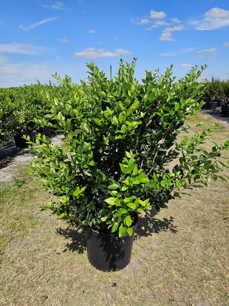 ligustrum-lucidum-glossy-privet-chinese-privet