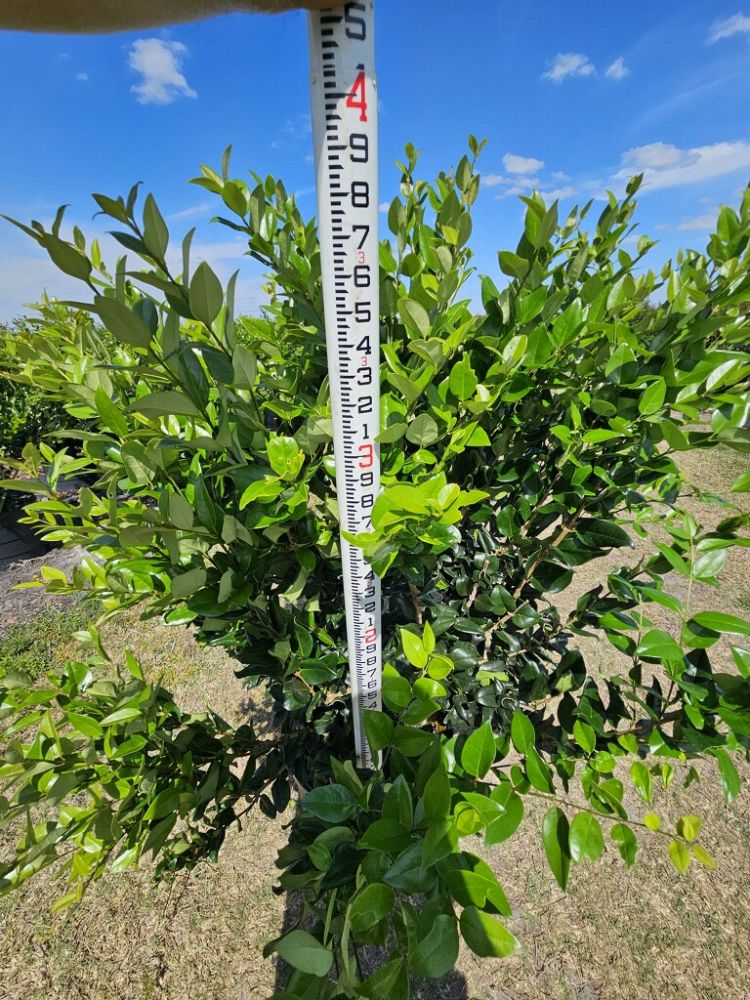 ligustrum-lucidum-glossy-privet-chinese-privet