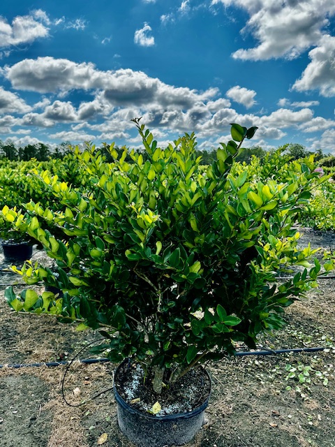 ligustrum-lucidum-glossy-privet-chinese-privet