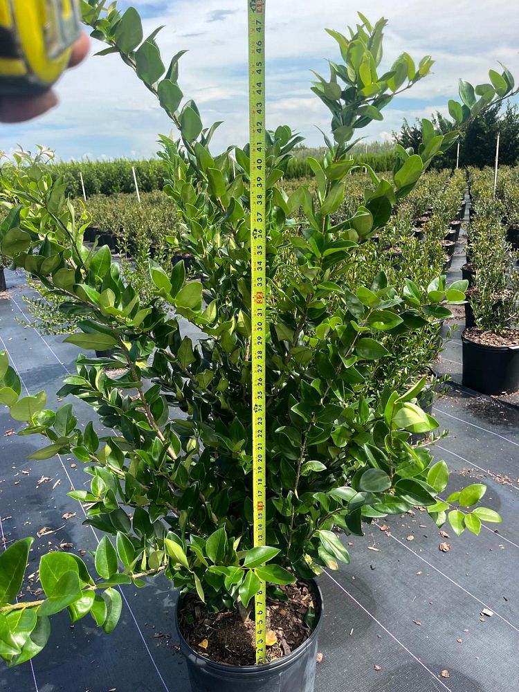 ligustrum-lucidum-glossy-privet-chinese-privet