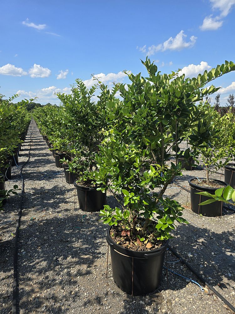 ligustrum-lucidum-glossy-privet-chinese-privet