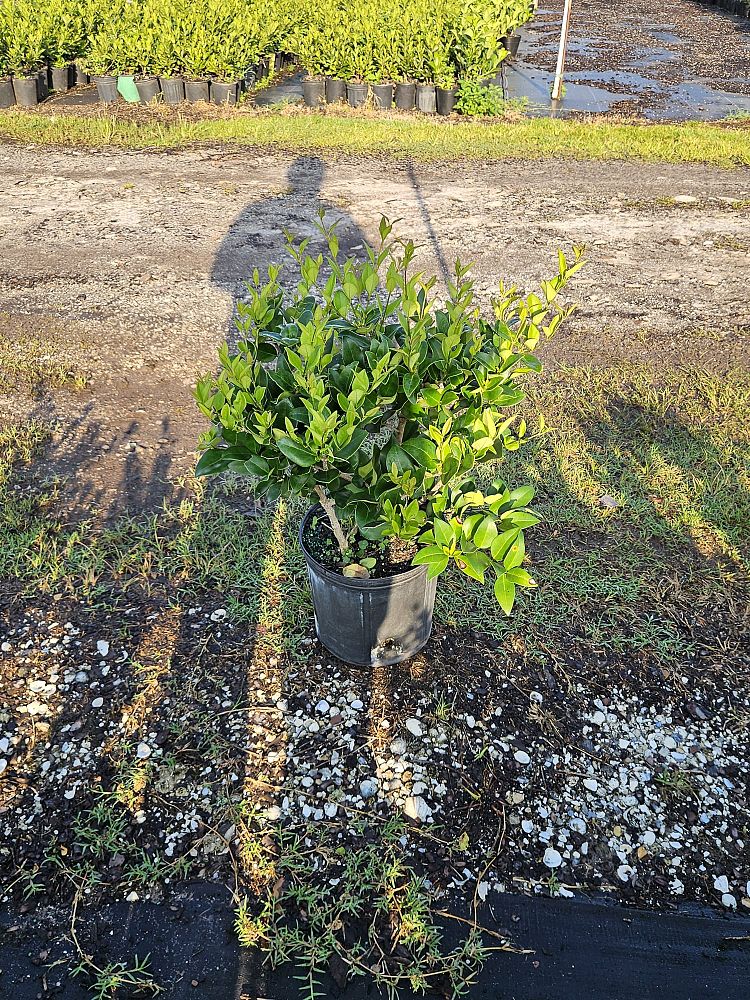 ligustrum-lucidum-glossy-privet-chinese-privet