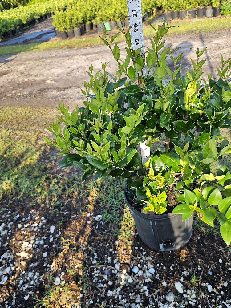 ligustrum-lucidum-glossy-privet-chinese-privet