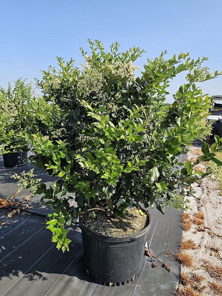 ligustrum-lucidum-glossy-privet-chinese-privet