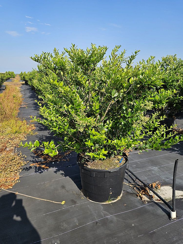 ligustrum-lucidum-glossy-privet-chinese-privet