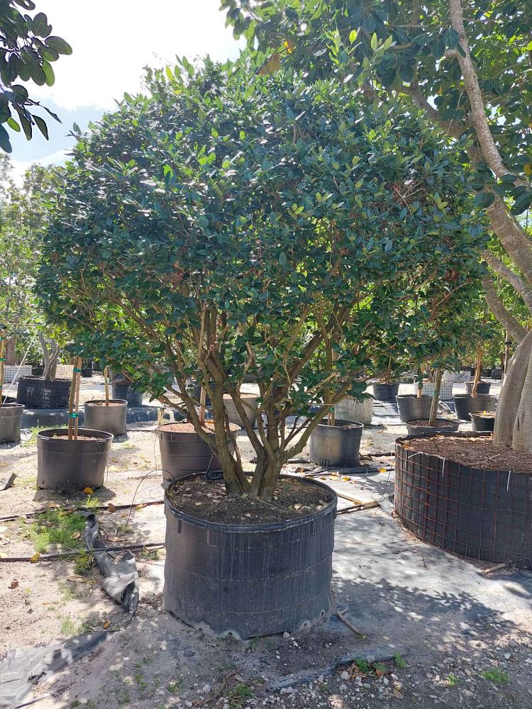 ligustrum-lucidum-glossy-privet-chinese-privet