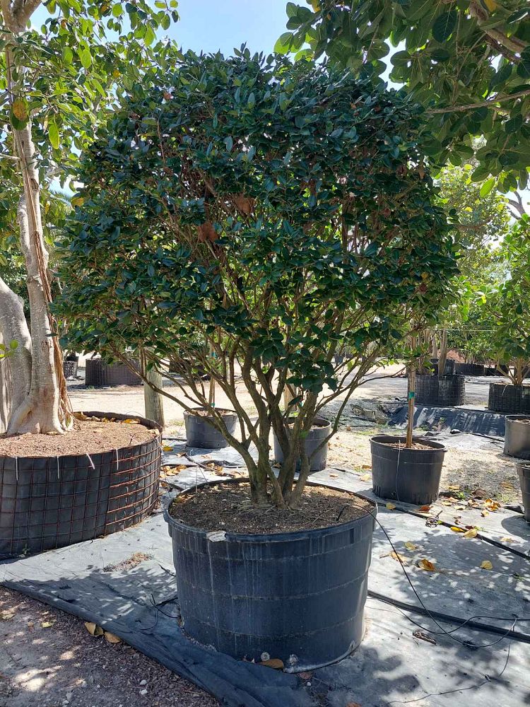 ligustrum-lucidum-glossy-privet-chinese-privet