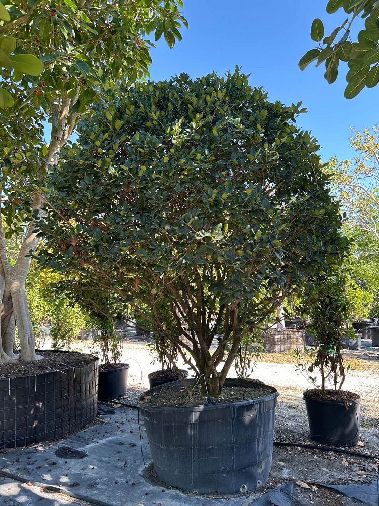 ligustrum-lucidum-glossy-privet-chinese-privet