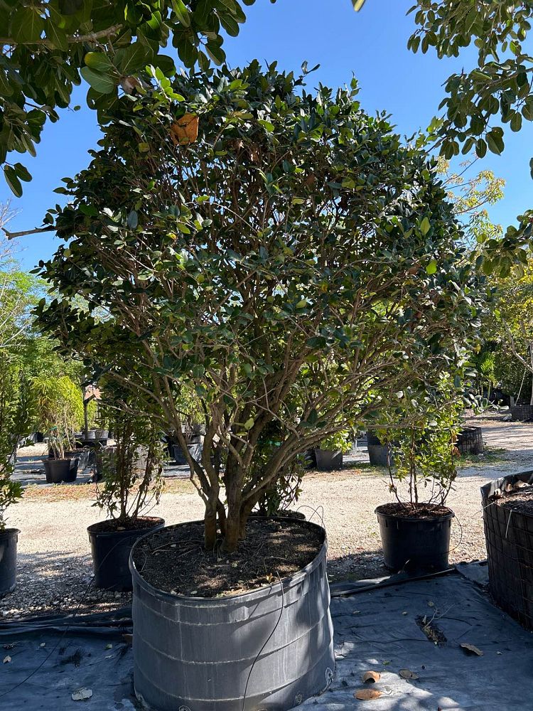 ligustrum-lucidum-glossy-privet-chinese-privet