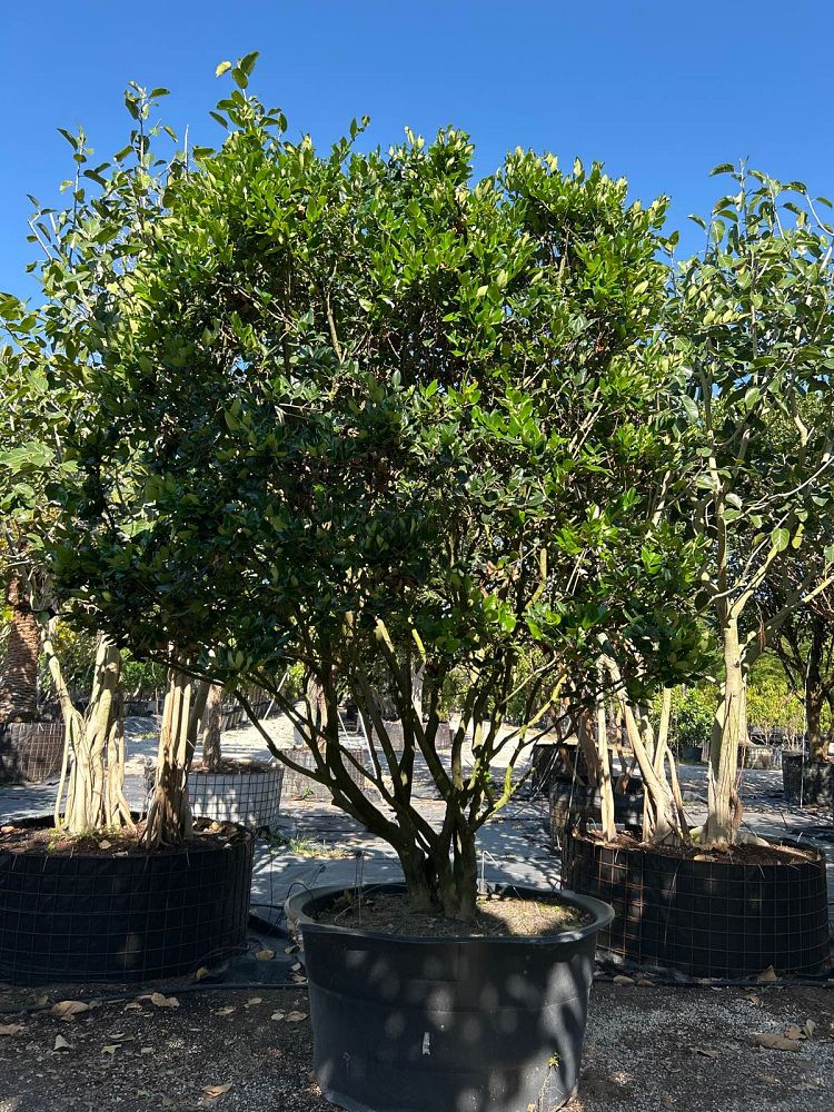 ligustrum-lucidum-glossy-privet-chinese-privet