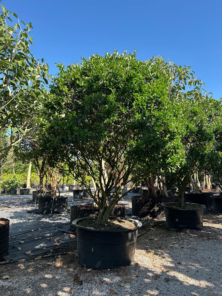 ligustrum-lucidum-glossy-privet-chinese-privet
