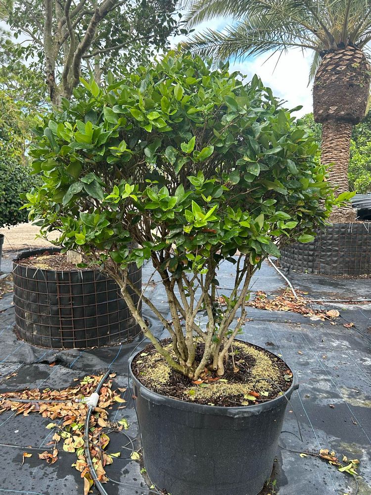 ligustrum-lucidum-glossy-privet-chinese-privet